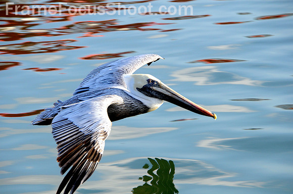 Brown pelican in flight