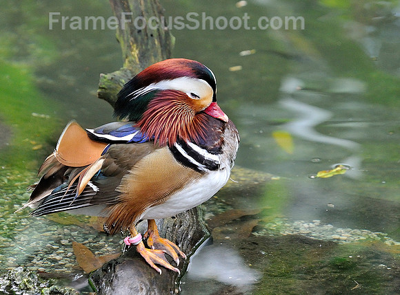 Male Mandrin Duck.