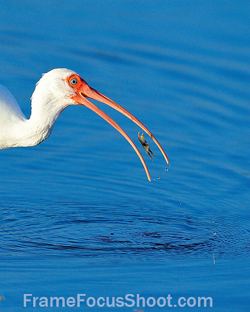 Ibis lunch