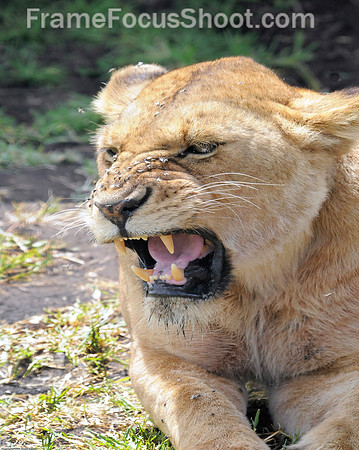 Fly faced lioness