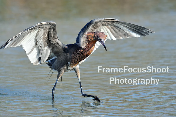 Tri Colored Heron,  hunting.