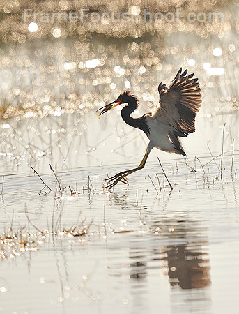 Tri colored Heron.