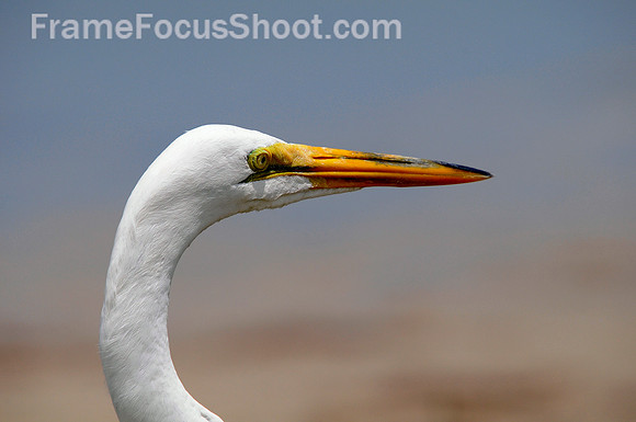 Great egret head shot