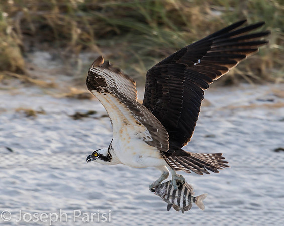 OSPREY & SHEEPSHEAD