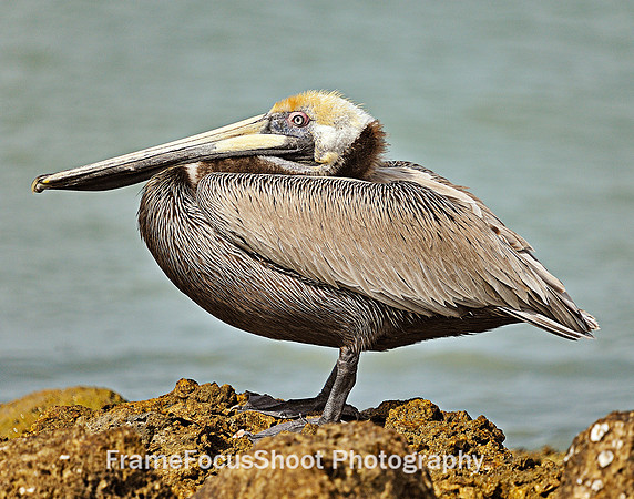 Brown Pelican resting .