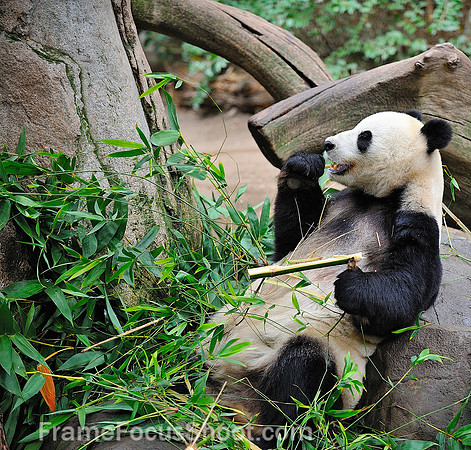Panda breakfast