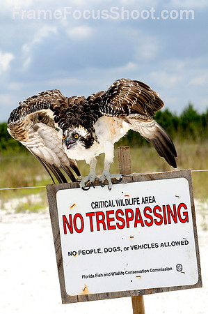 Osprey on "No Trespassing" sign