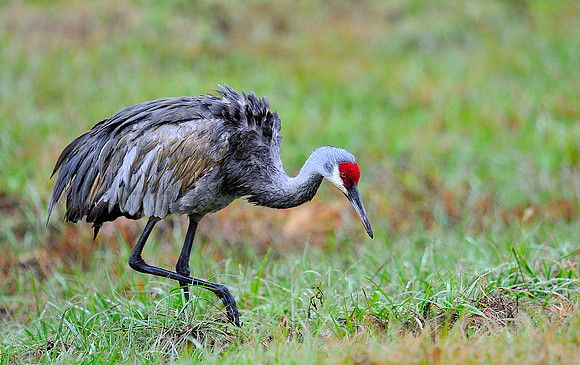 Sand Hill Crane.