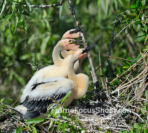 Anhinga chicks 2 weeks old.