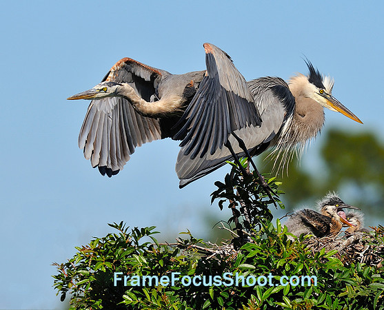 Great Blue Heron leaving nest with chicks.