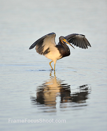 Tri-colored heron hunting