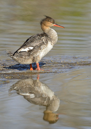 Common Merganser.......