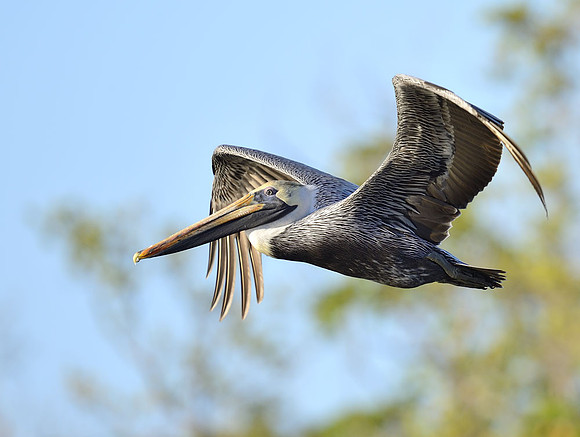 Brown Pelican