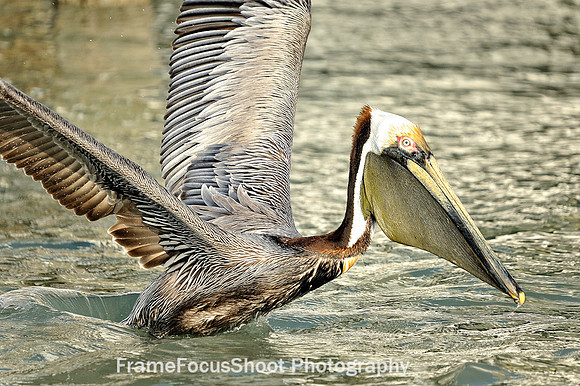 Brown Pelican.  " Take off "