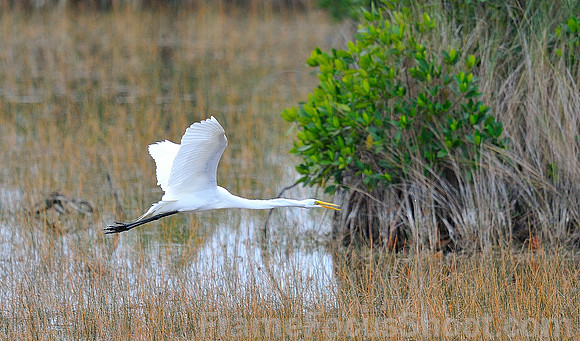 Great Egret flight.