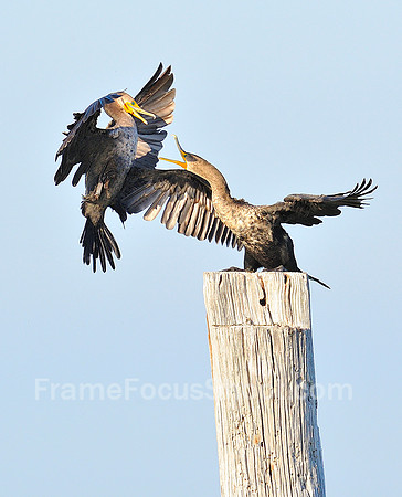 Thats my perch.