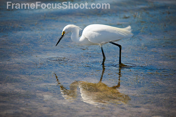 Snowy egret reflection