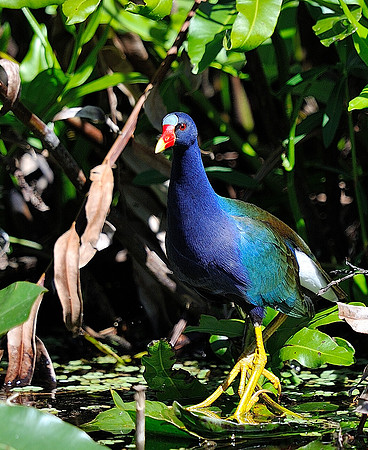 Purple Gallinule ( Jesus bird ).