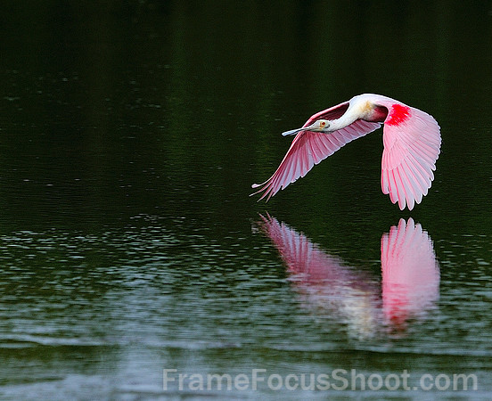 Roseate spoonbill flight.