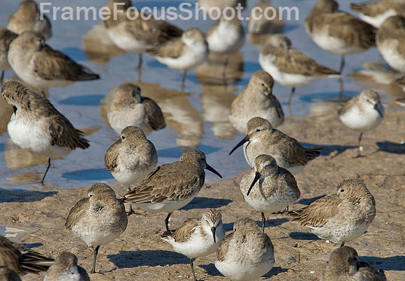 Least sandpipers