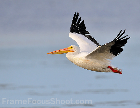 White Pelician flight.