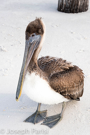 BROWN PELICAN