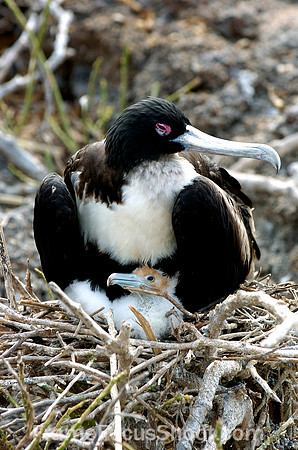 Magnificent frigate and chick nesting