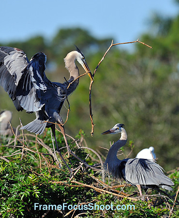 Great Blue Herons nest building.