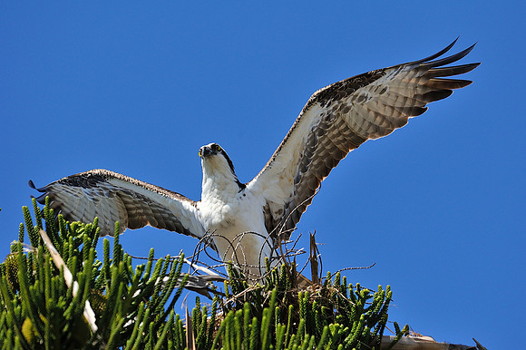 Osprey ( fish hawk ).