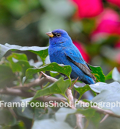 Indigo Bunting.