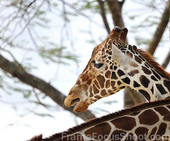 Reticulated Giraffe.