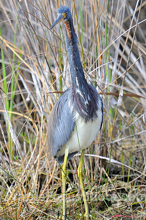 Blue Heron.