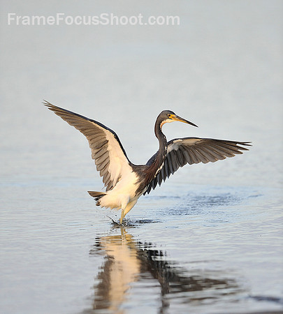 Tri-colored heron taking off