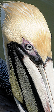 Pelican"s eye.