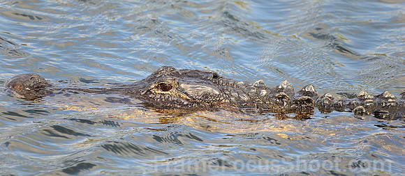 Gator.