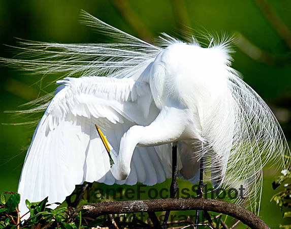 Great White Egert.. Breeding display.   Venice Rookery