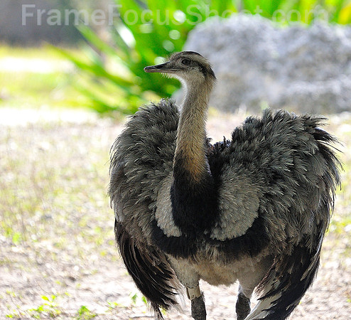 Love those fealthers.  Ostrich.