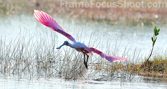 Roseate Spoonbill-flight.