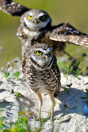 Broughing Owl's.