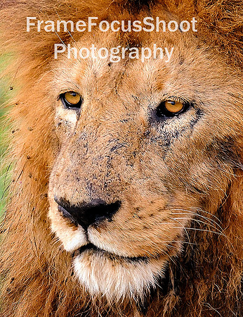 Lion up close.  Tanzina Africa.