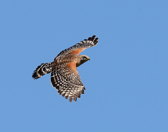 Red shouldered hawk in flight.