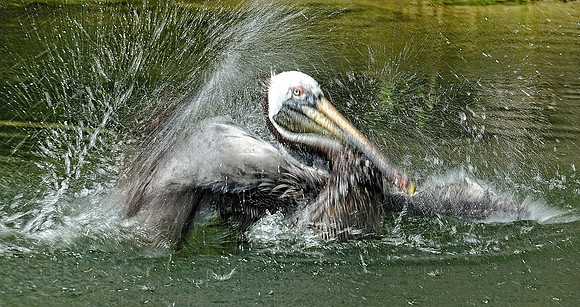 Bath time.  Brown Pelican.