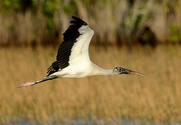Wood stork in flight.