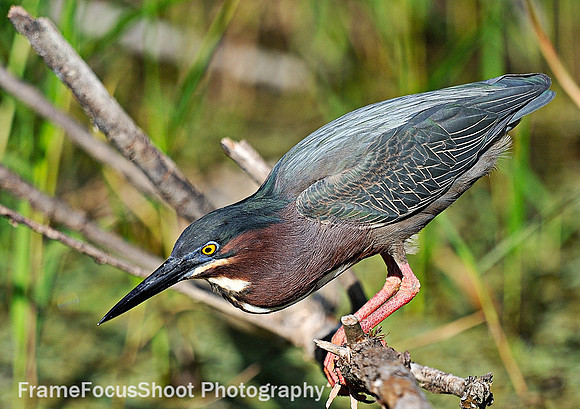 Green Heron.