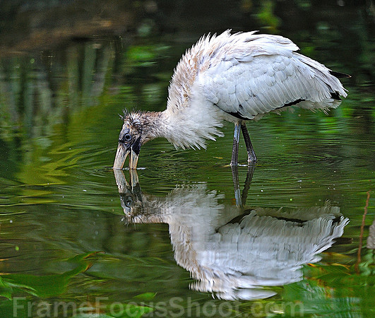 Feeding Wood Storks ( Juvenile ) 1.