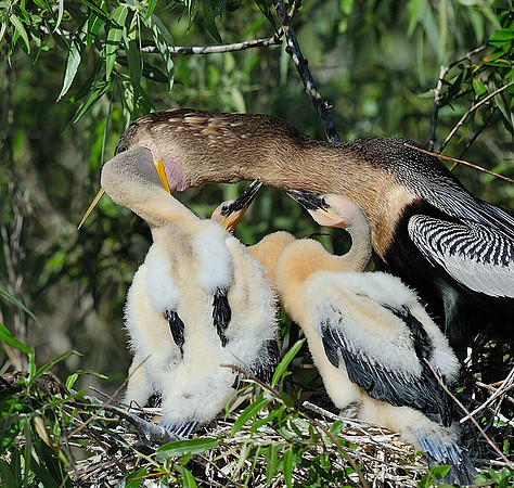 Anhinga feeding sequence 3.