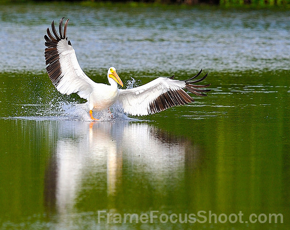 White Pelican landing.