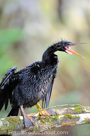 The anhinga's song