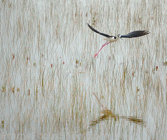 Black-Necked Stilt.