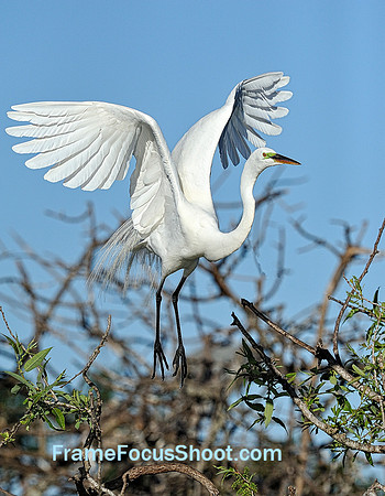 Great White Heron.